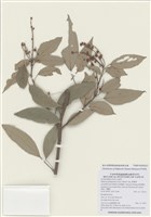 藏品(粗糠柴)的圖片